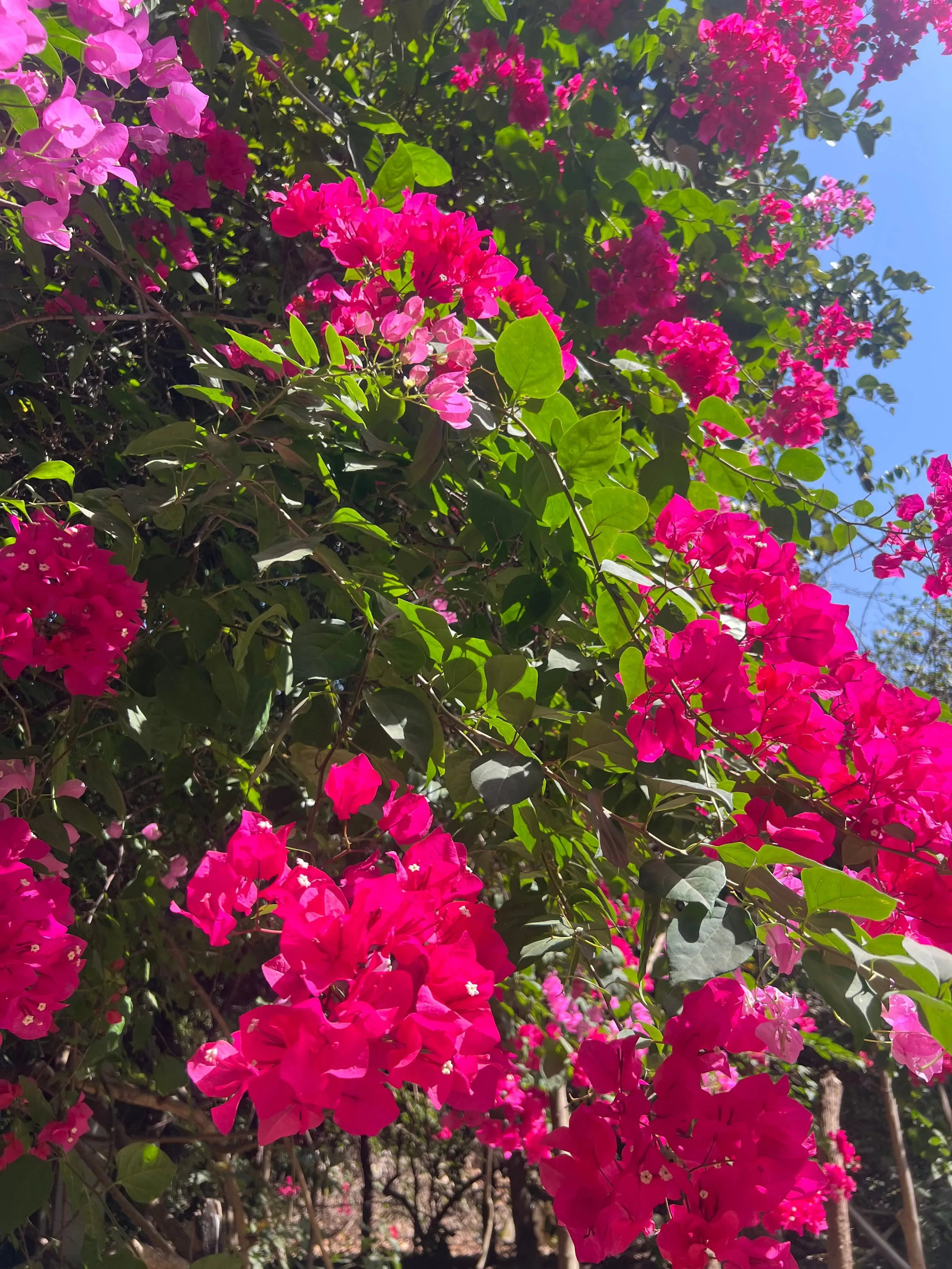 Blühende Bougainvillea