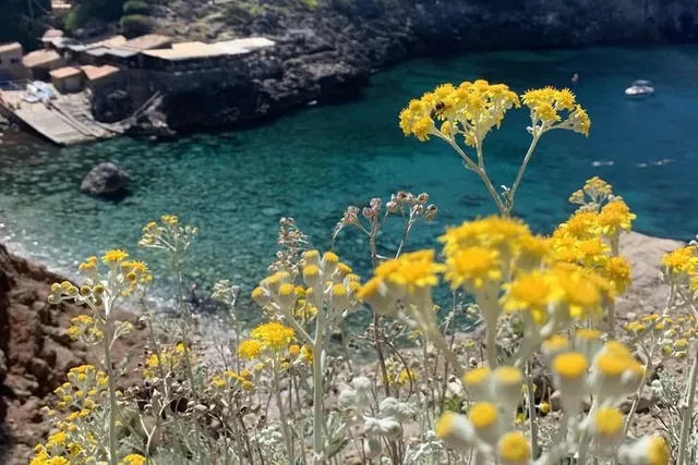 Türkisblaue Meeresbucht mit gelb blühenden Wildblumen im Vordergrund und alten Steinhäusern an der Küste bei Sóller