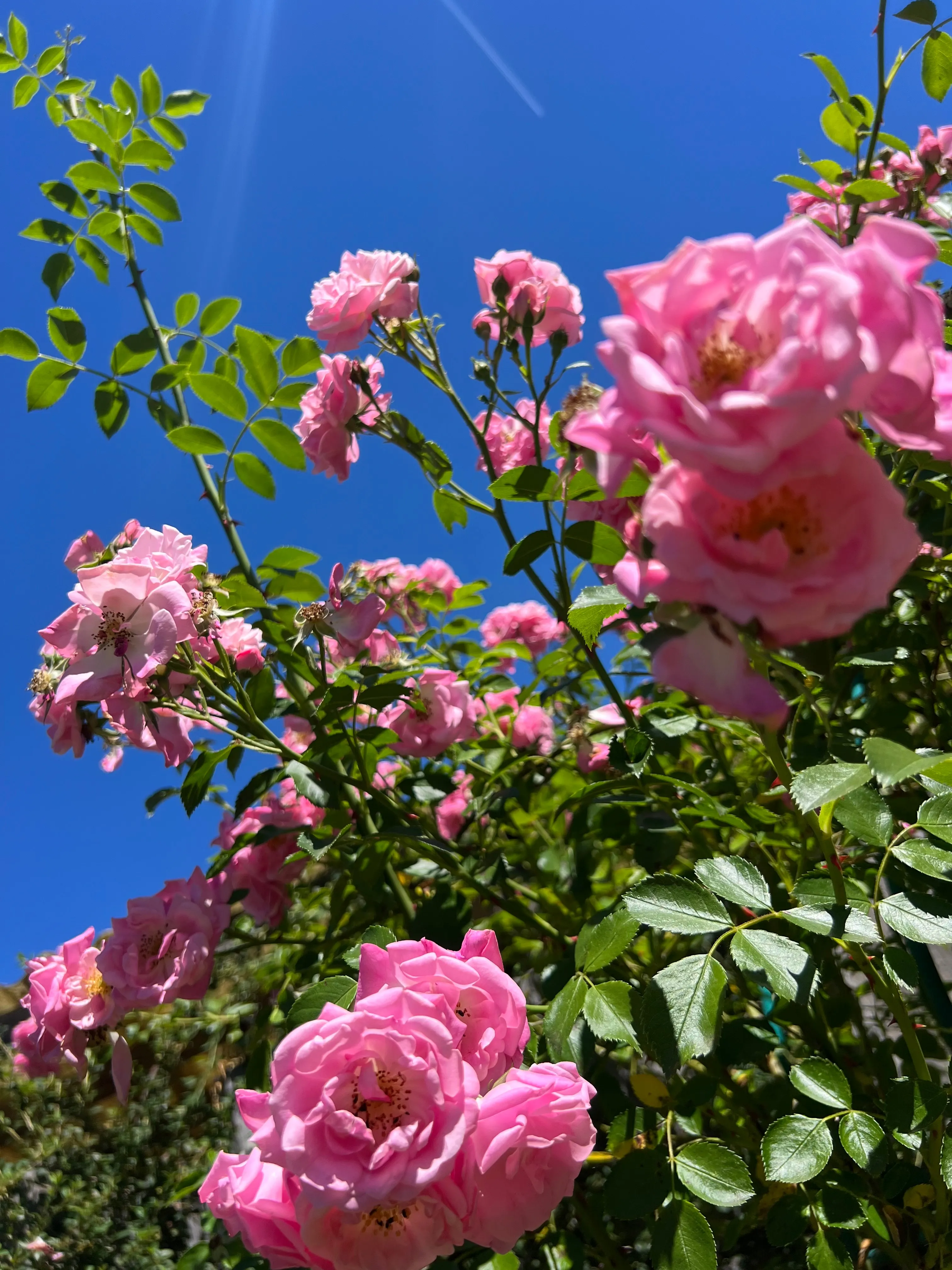 Blühende Rosen im Garten des Naturhauses vor blauem Himmel