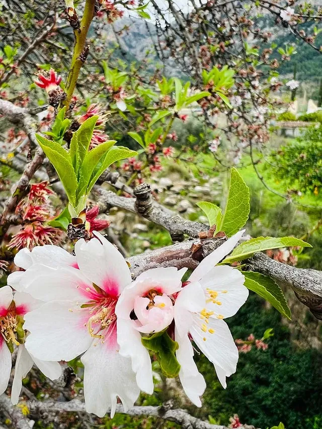 Rosa-weiße Mandelblüten an einem Zweig vor dem grünen Tal von Sóller.