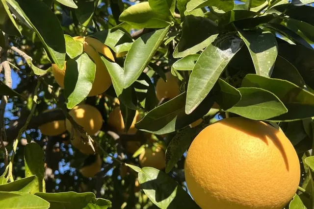 Reife Orangen an einem sonnenbeschienenen Baum vor blauem Himmel