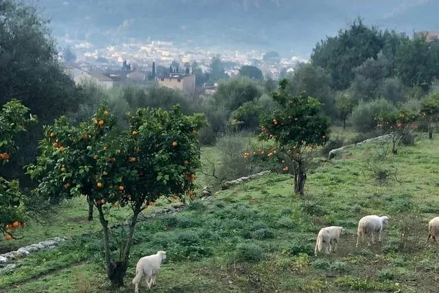 Orangenbäume mit reifen Früchten und weidende Schafe vor dem Dorf Sóller im Morgendunst