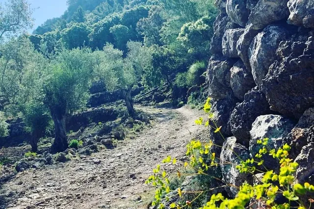 Alter Wanderweg mit Trockensteinmauer zwischen Olivenbäumen im Tramuntana-Gebirge