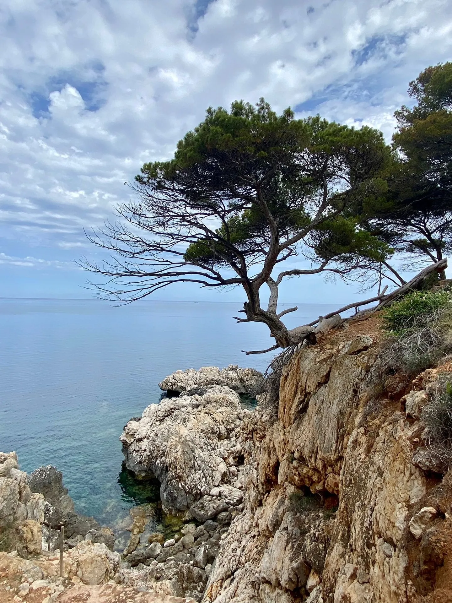 Einzelne Pinie auf einer Felsklippe über dem türkisblauen Meer an der Küste der Tramuntana