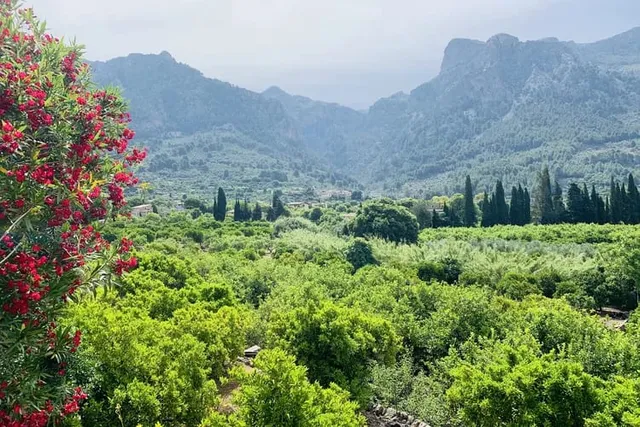 Grünes Tal von Sóller mit Orangenhainen und rot blühendem Oleander vor den dunstigen Gipfeln des Tramuntana-Gebirges